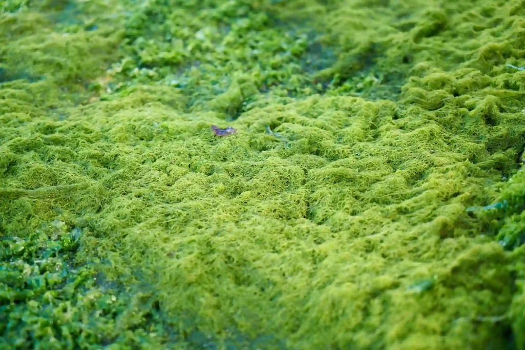 perbedaan alga dan lumut
